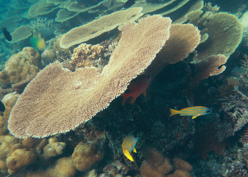 Korallen - Malediven - Corals - Maldives