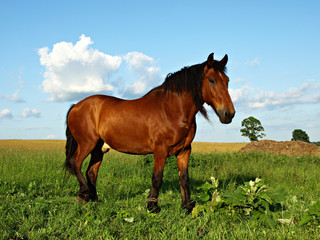 brown horse at  field in a summer time