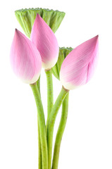 Lotus flowers and pods