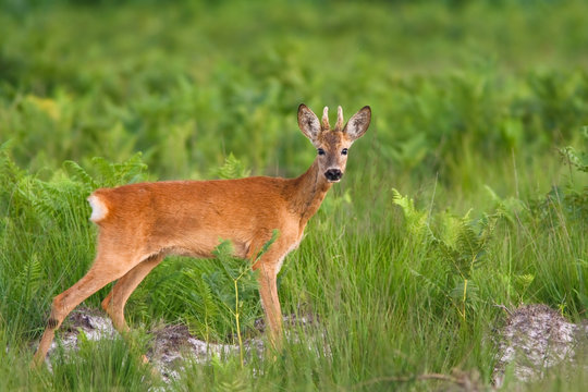 2 242 Best Faon Images Stock Photos Vectors Adobe Stock