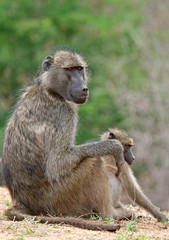 Pavian, Südafrika