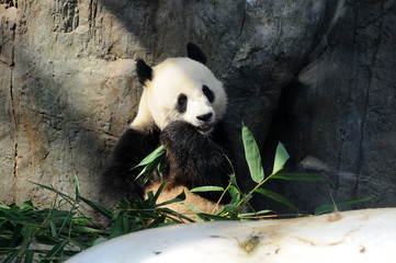 Fototapeta premium Giant panda