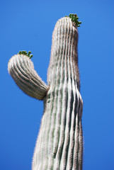 cactus arizona