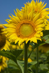 girasole con foglie