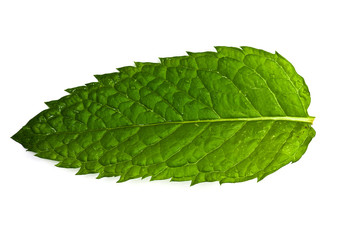 Obraz premium mint leaf white background