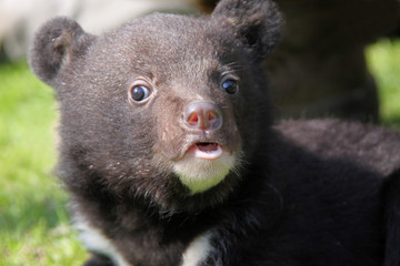 Kragenbär-Nachwuchs