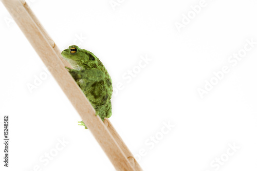 Wetterfrosch Leiter Wetterfrosch Leiter