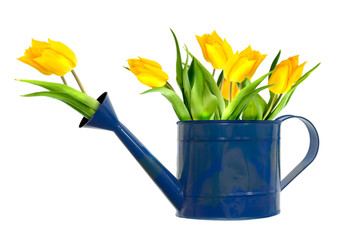 Tulips in watering can