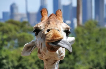 Crédence de cuisine en verre imprimé Girafe Appétissant. Girafe jouant avec sa langue. Gros plan sur sa tête.
