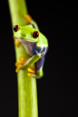 Frog - small animal red eyed