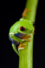 Green frog
