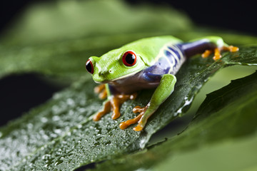 Amphibian
