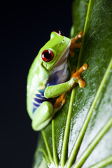 Red eyed leaf frog