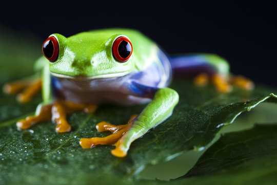 Red eyed leaf frog