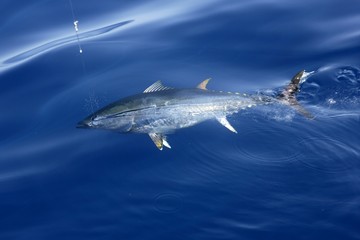 Fototapeta premium Blue fin tuna Mediterranean fishing and release