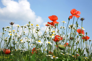White chamomiles (camomiles ), red poppies and blue sky.