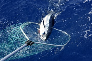 Blue fin tuna Mediterranean fishing and release © lunamarina
