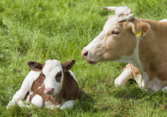 Calf with mother - 15252786