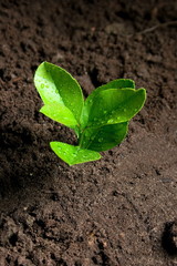 Fresh sprout