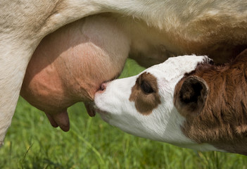 Calf feeding - 15252929