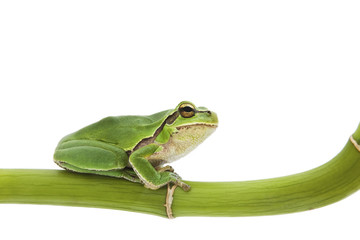 Tree frog