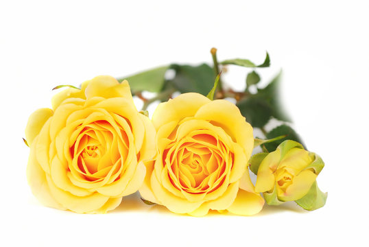 Yellow roses.