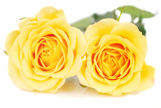 Two yellow roses on the white.
