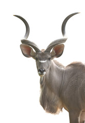 Greater Kudu antelope male isolated on withe