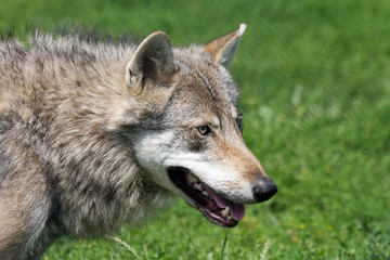 portrait of an european grey wolf