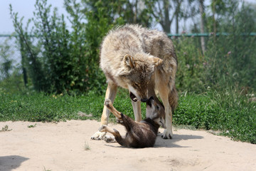alpha wolf teaching a pup