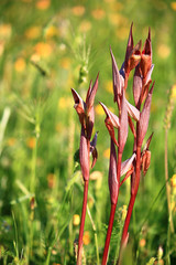 Orchidea Spontanea - (Serapias bergonii) © beawolf