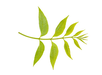 Tree twig isolated on white background