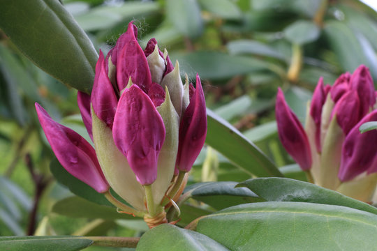 rododendro