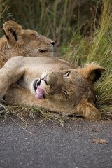 Löwin