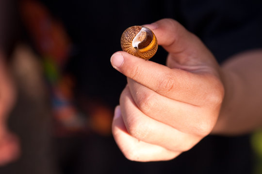 Snail-shell in child's hand