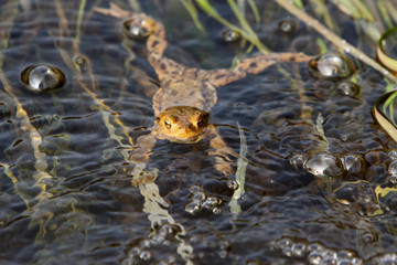 Erdkröte im Wasser