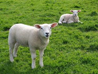 Obraz premium Lambs