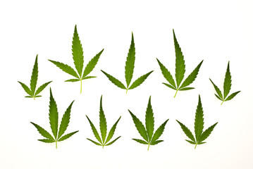 A set cannabis leafs