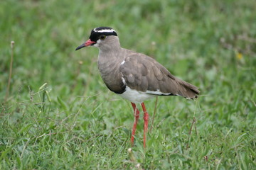 Bird in South Africa