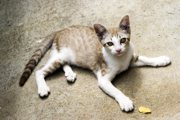 Fototapeta premium Yellow-green eyes young kitten