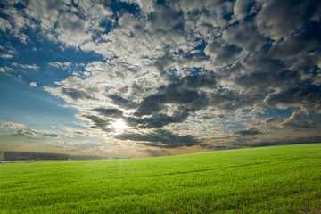 Sunset over green crops