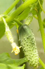 Green cucumbers