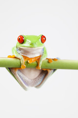 Naklejka premium Frog