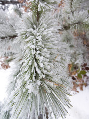 Frost on pine