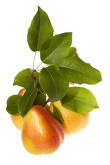 pears with green leafs
