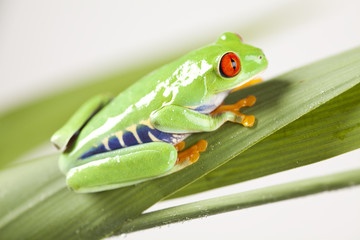 Red eyed leaf frog
