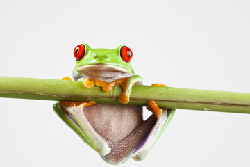 Naklejka premium Red eyed tree frog