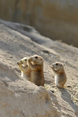three little prairie dogs