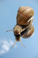 snail