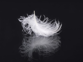 White feather mirrored in black